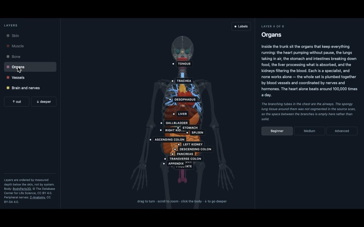 The human body atlas showing the organ layer with labels