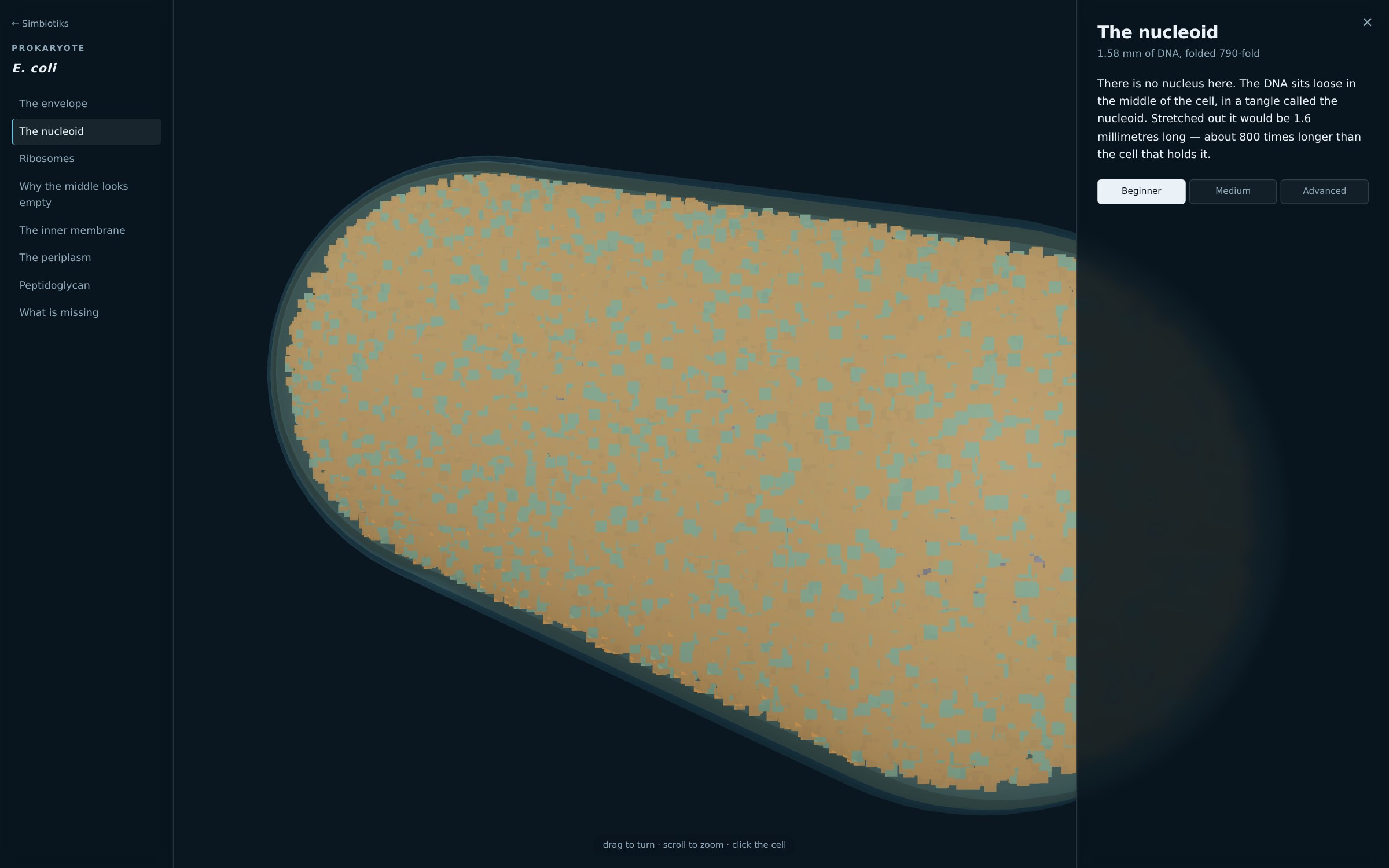 Escherichia coli at true scale, its envelope layers cut away to show the nucleoid