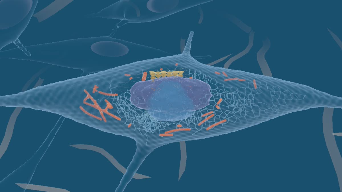 The skin fibroblast seen from outside: a long, branching cell with its nucleus and orange mitochondria visible through the membrane
