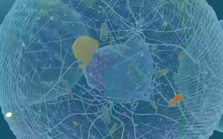 The interactive 3D cell, with its organelles labelled